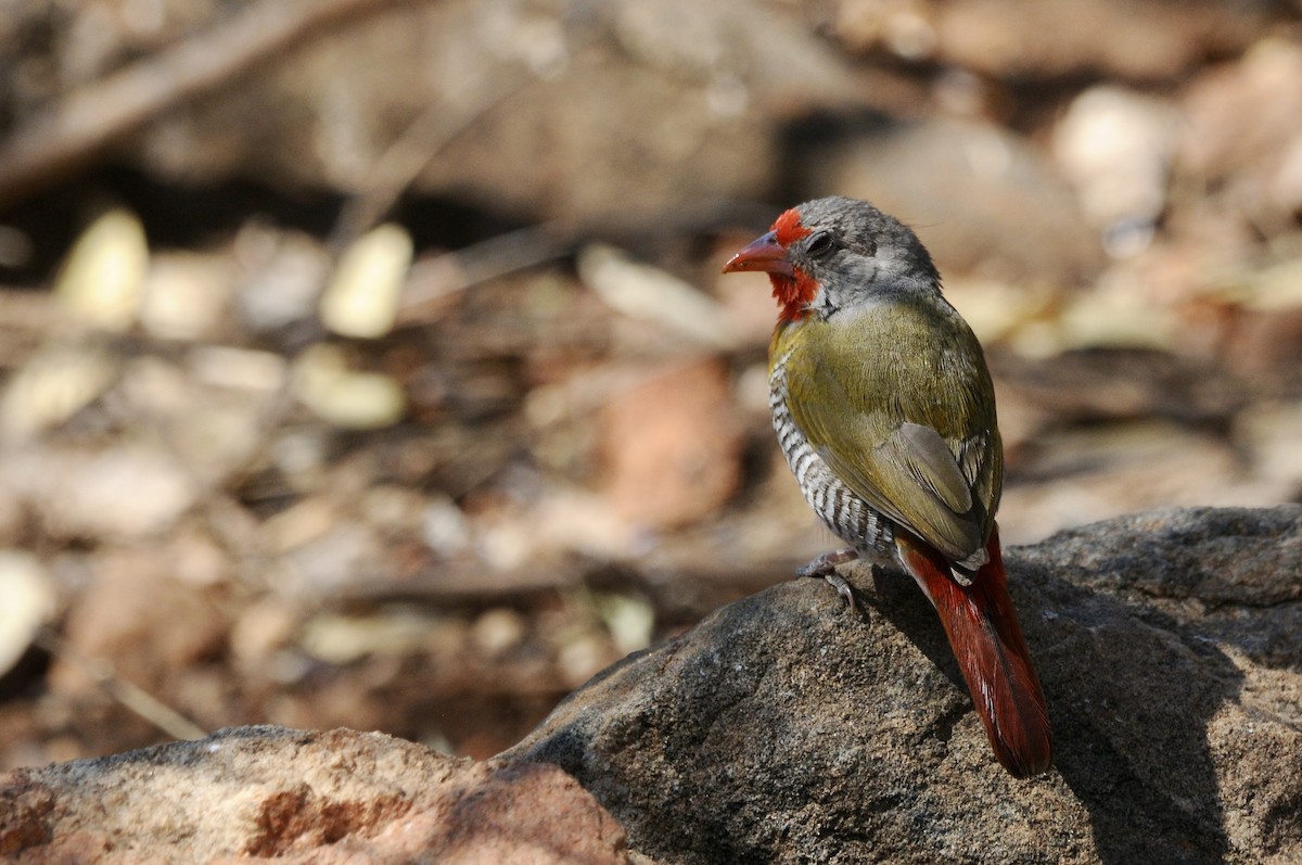 Green-winged Pytilia - ML643636434