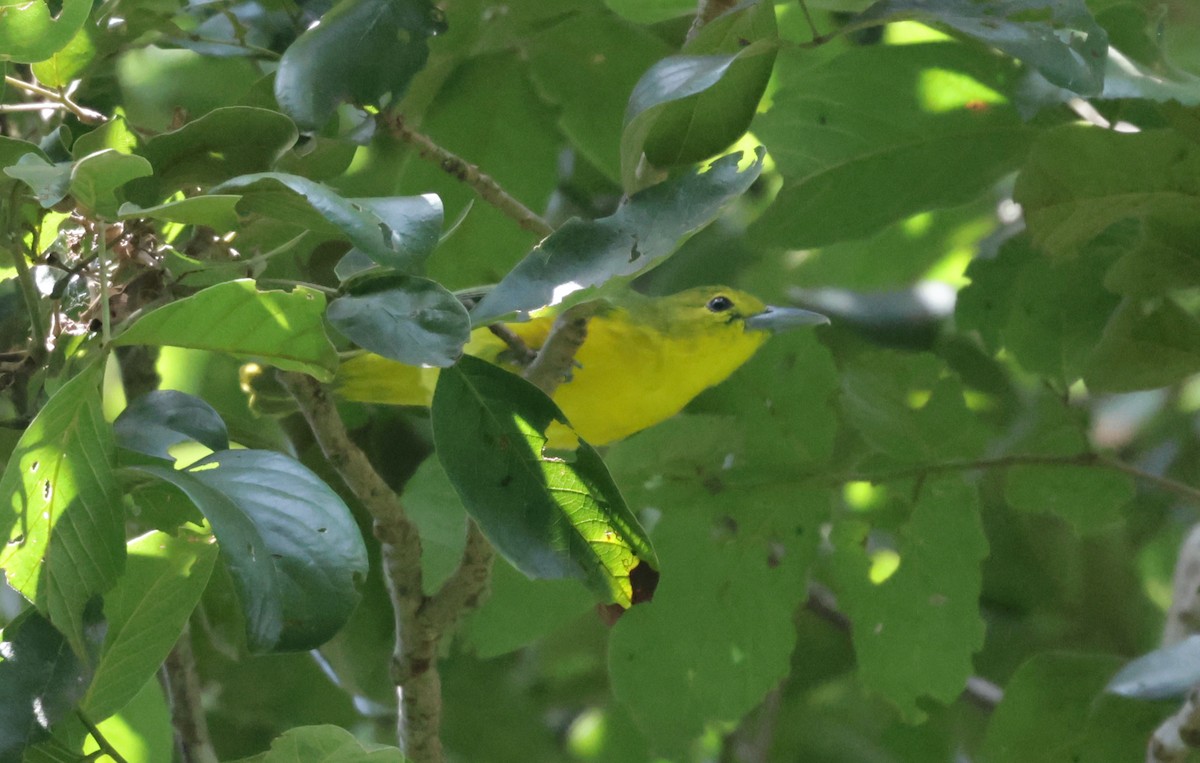 Common Iora - ML643636441