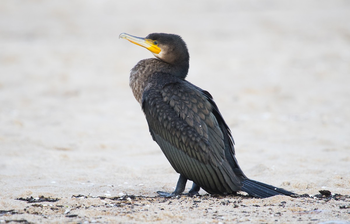Great Cormorant - ML643636444