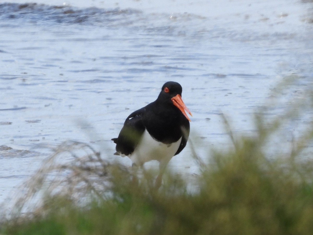 Pied Oystercatcher - ML643636446