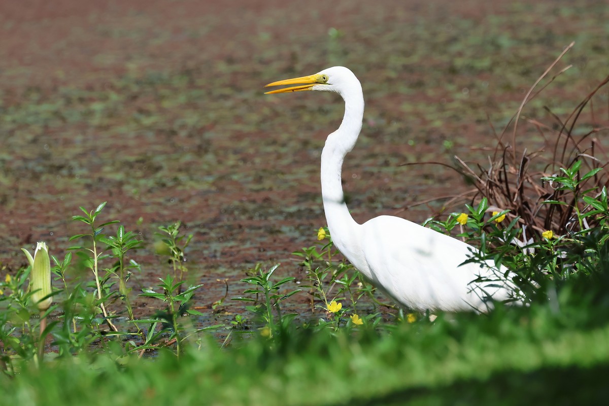Great Egret - ML643636464