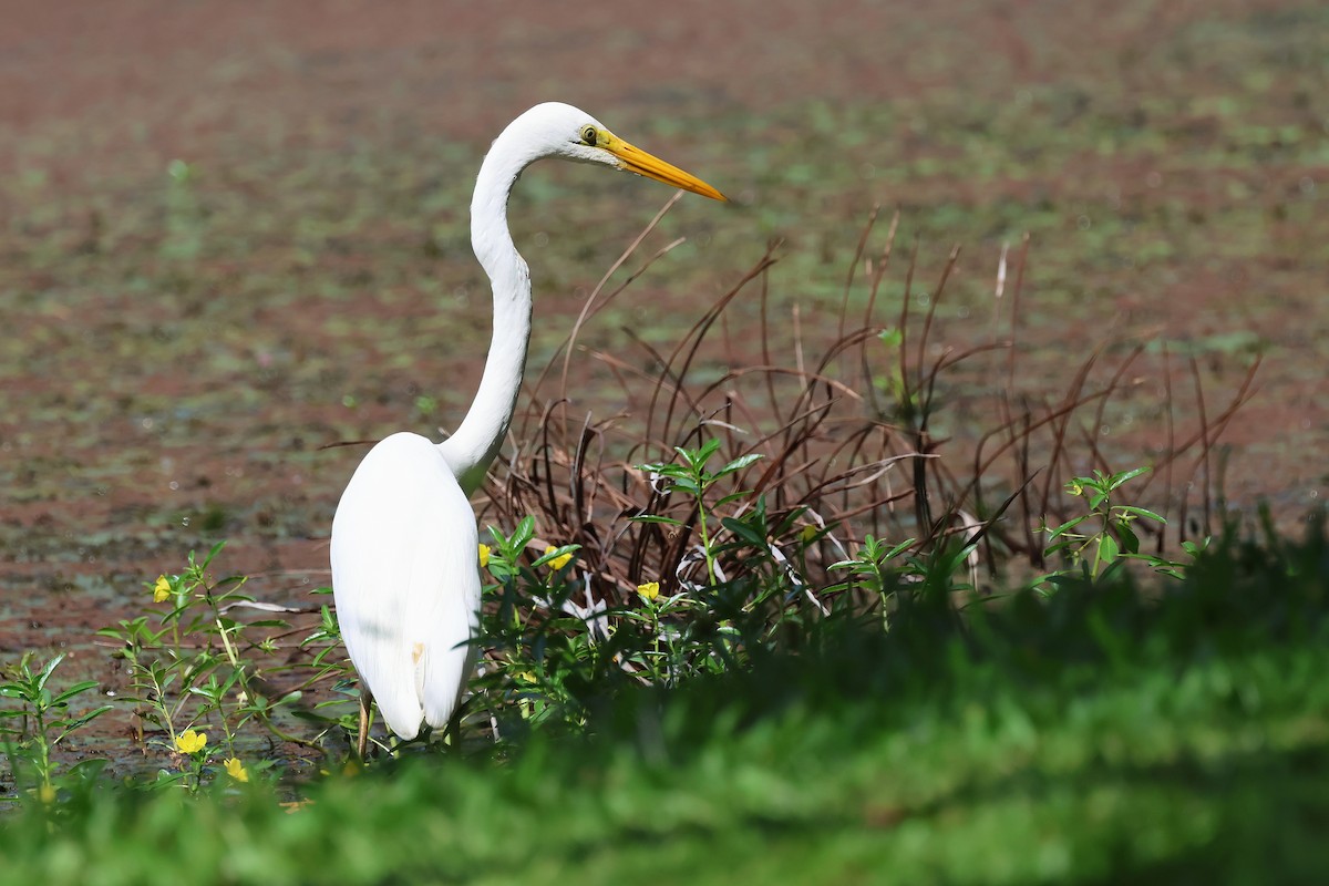Great Egret - ML643636465