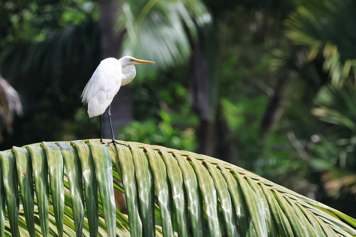 Great Egret - ML643636466