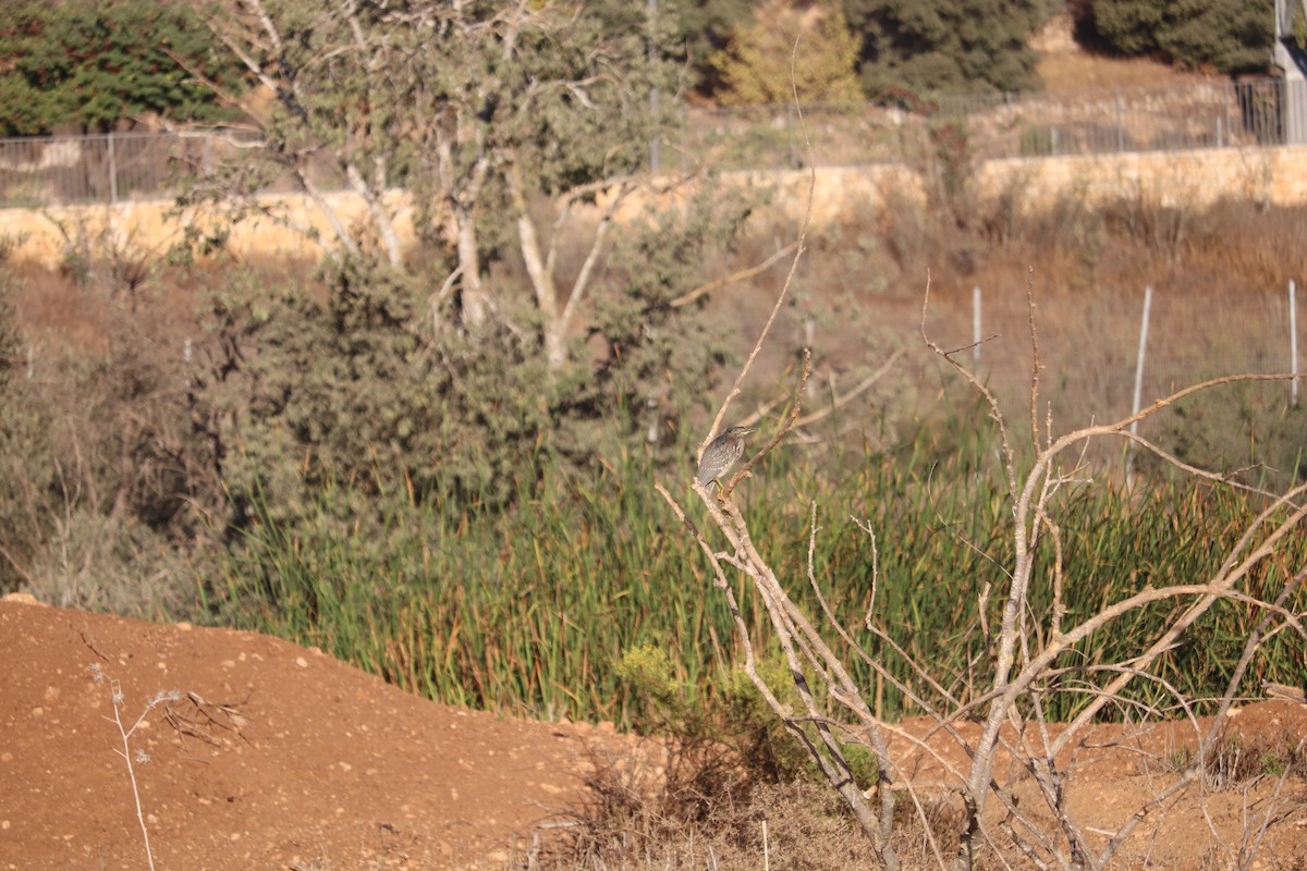 Little Heron - ML643636473