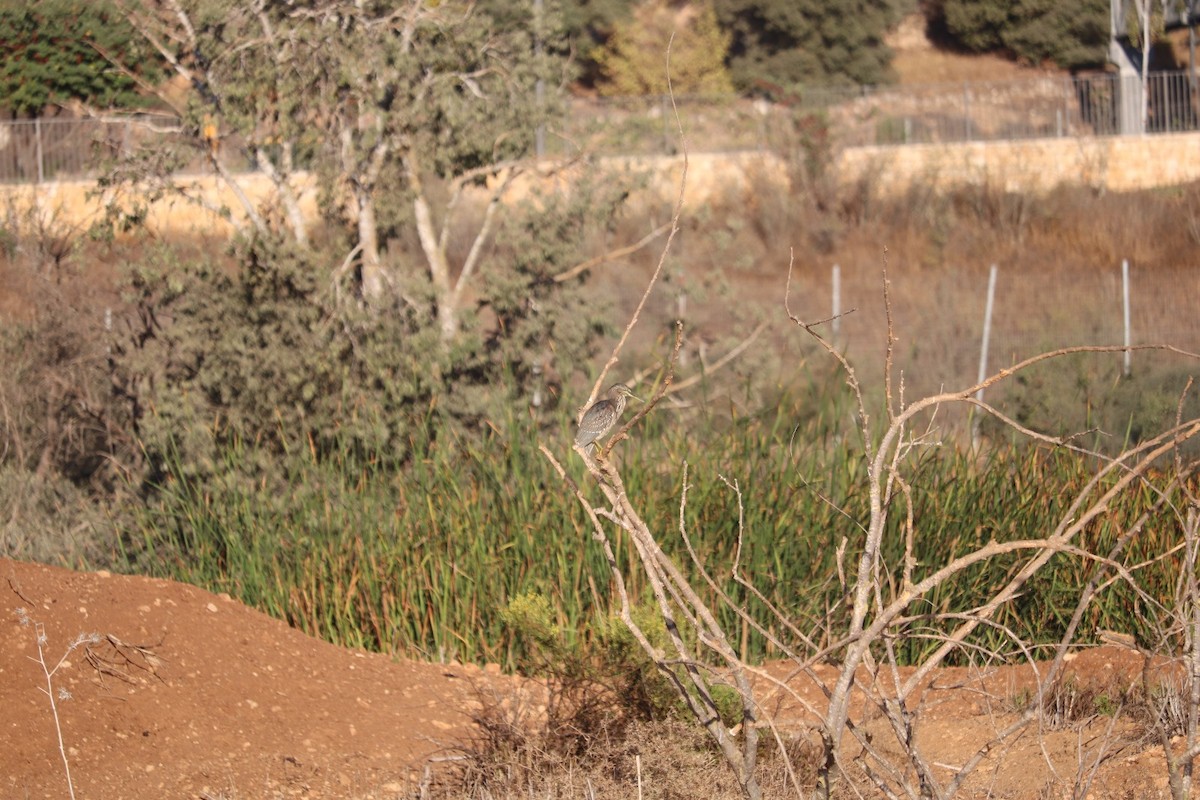 Little Heron - ML643636474