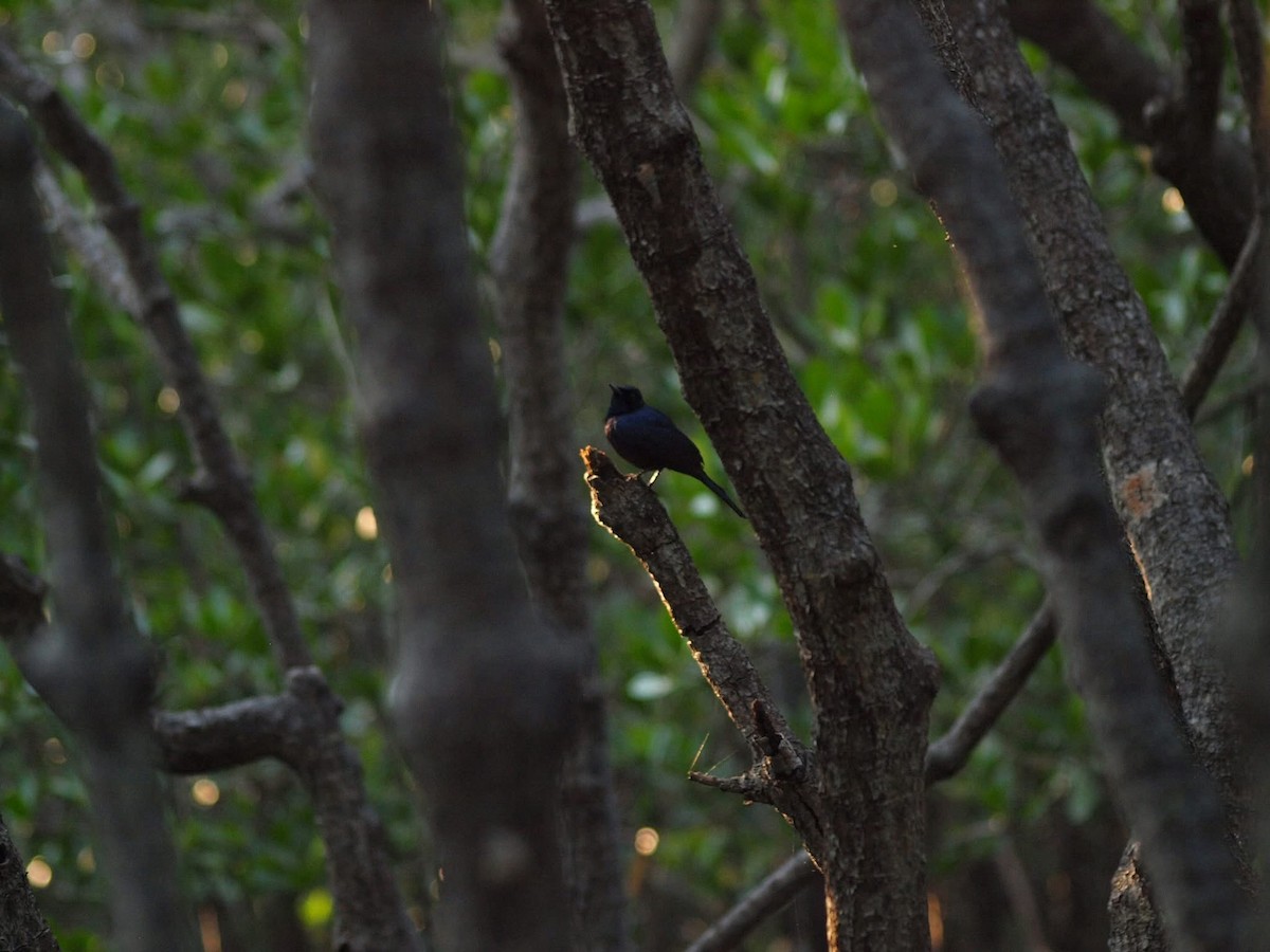 Shining Flycatcher - ML643636481