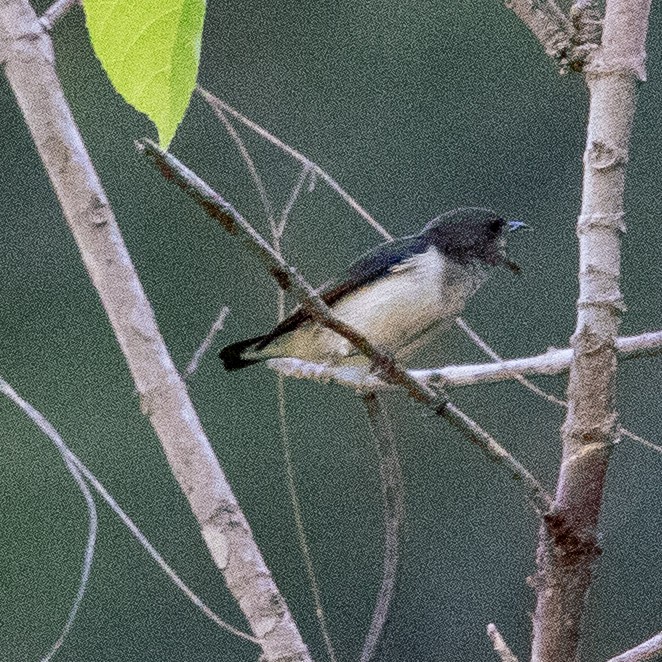 Red-chested Flowerpecker - ML643636488