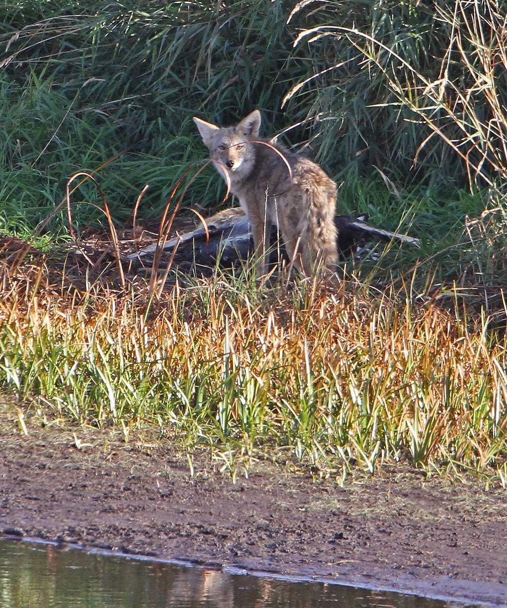 Coyote - ML643636496