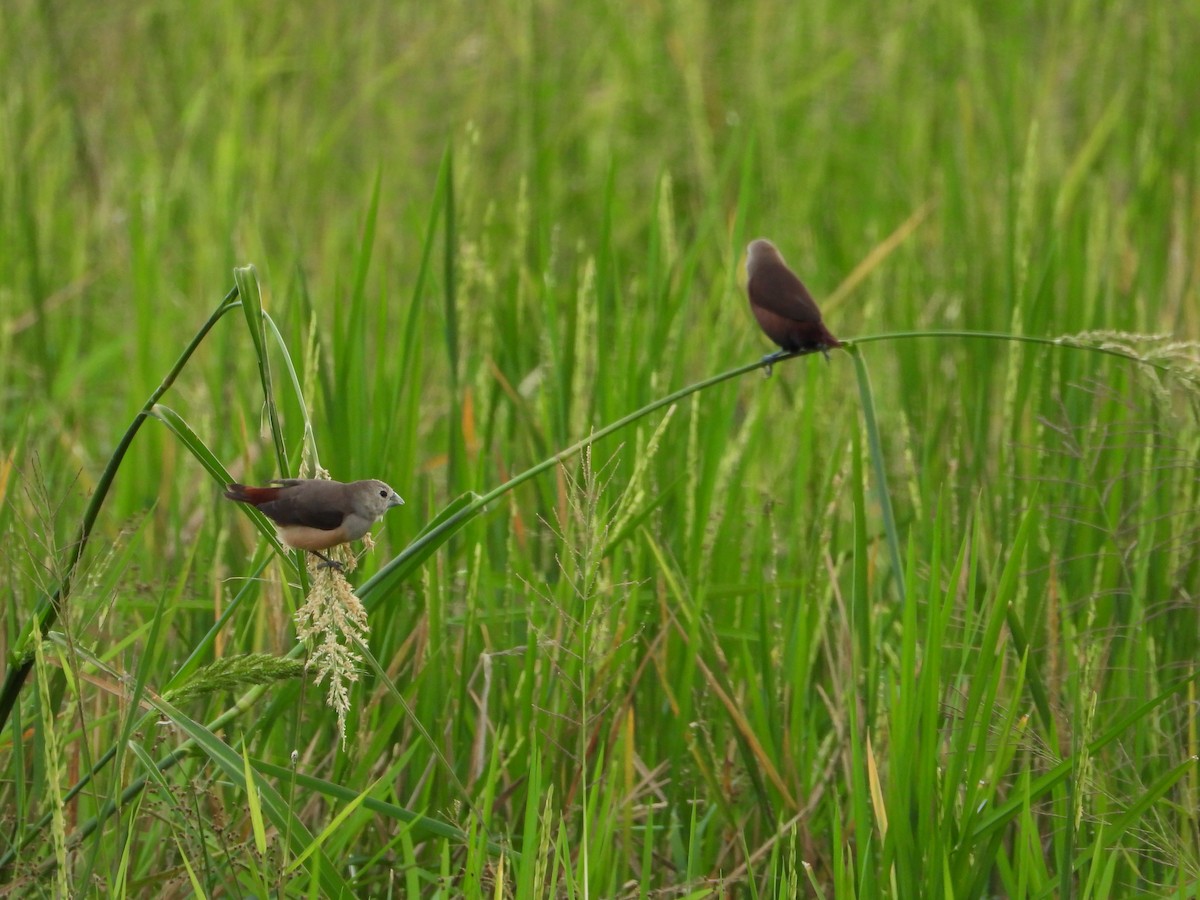 Pale-headed Munia - ML643636498