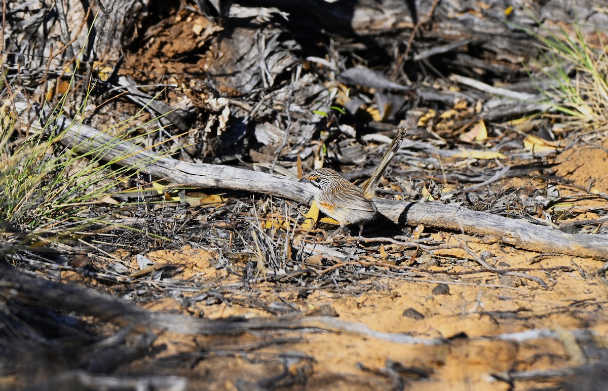 stripegressmett - ML643636500