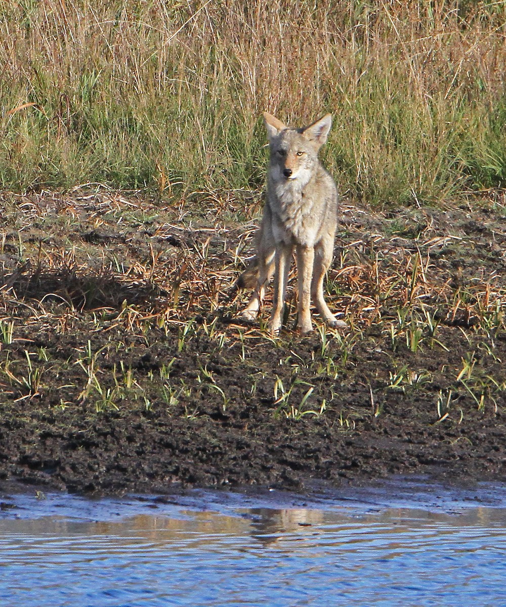 Coyote - ML643636509