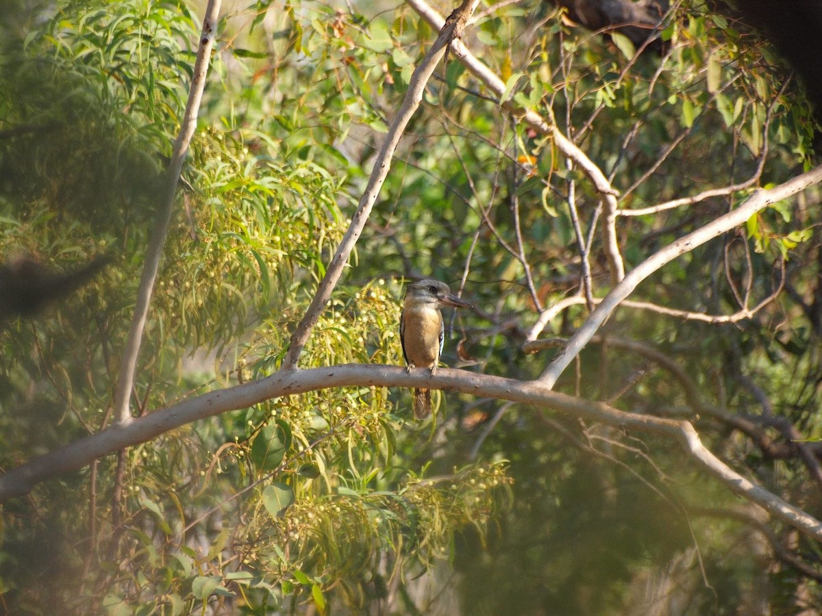 Blue-winged Kookaburra - ML643636522