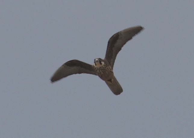 Eleonora's Falcon - ML643636523