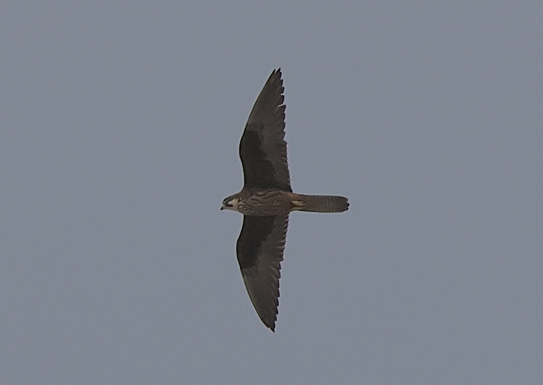 Eleonora's Falcon - ML643636524