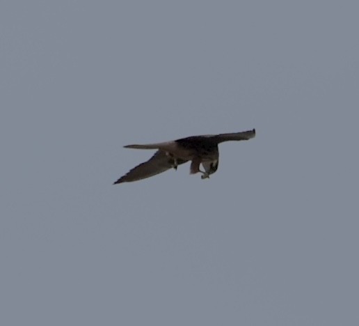 Eleonora's Falcon - ML643636525