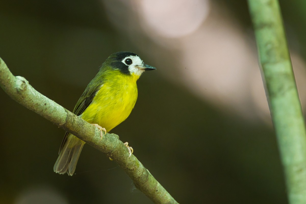 White-faced Robin - ML643636526