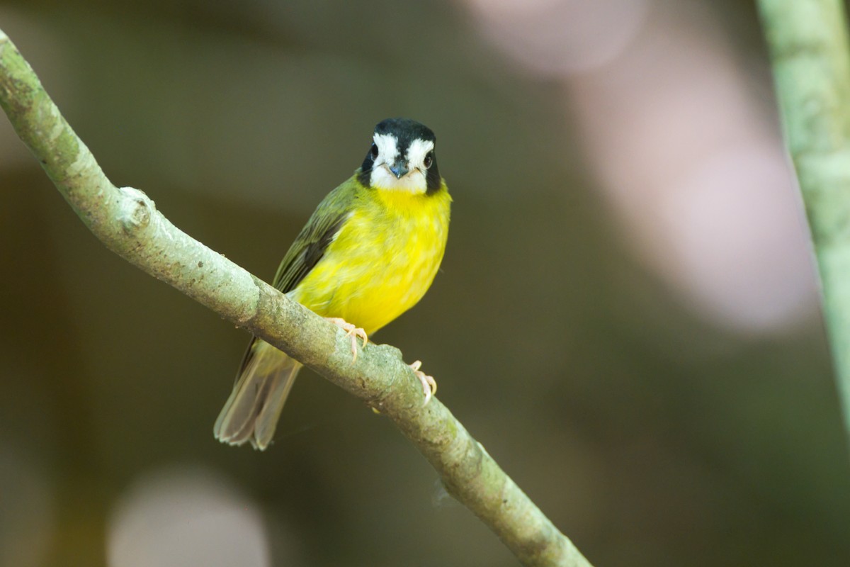 White-faced Robin - ML643636527