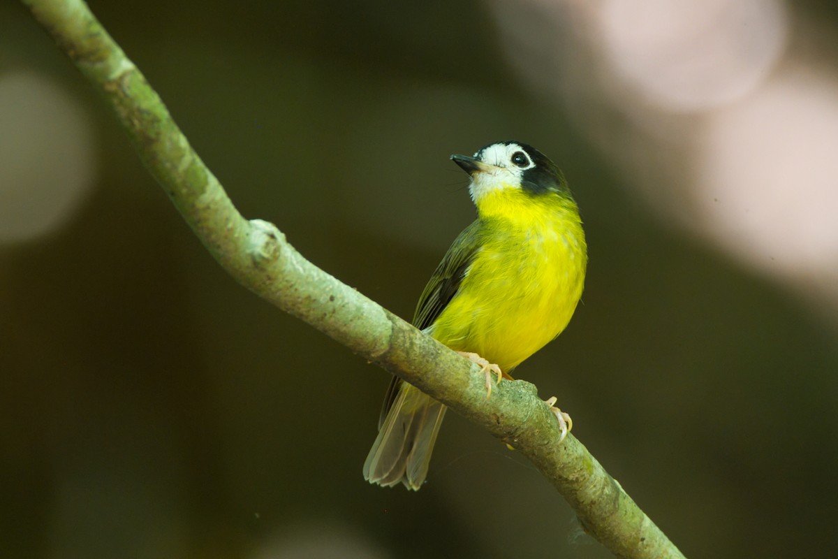 White-faced Robin - ML643636528