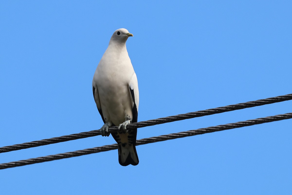 Torresian Imperial-Pigeon - ML643636533