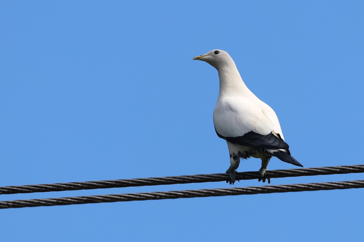 Torresian Imperial-Pigeon - ML643636534