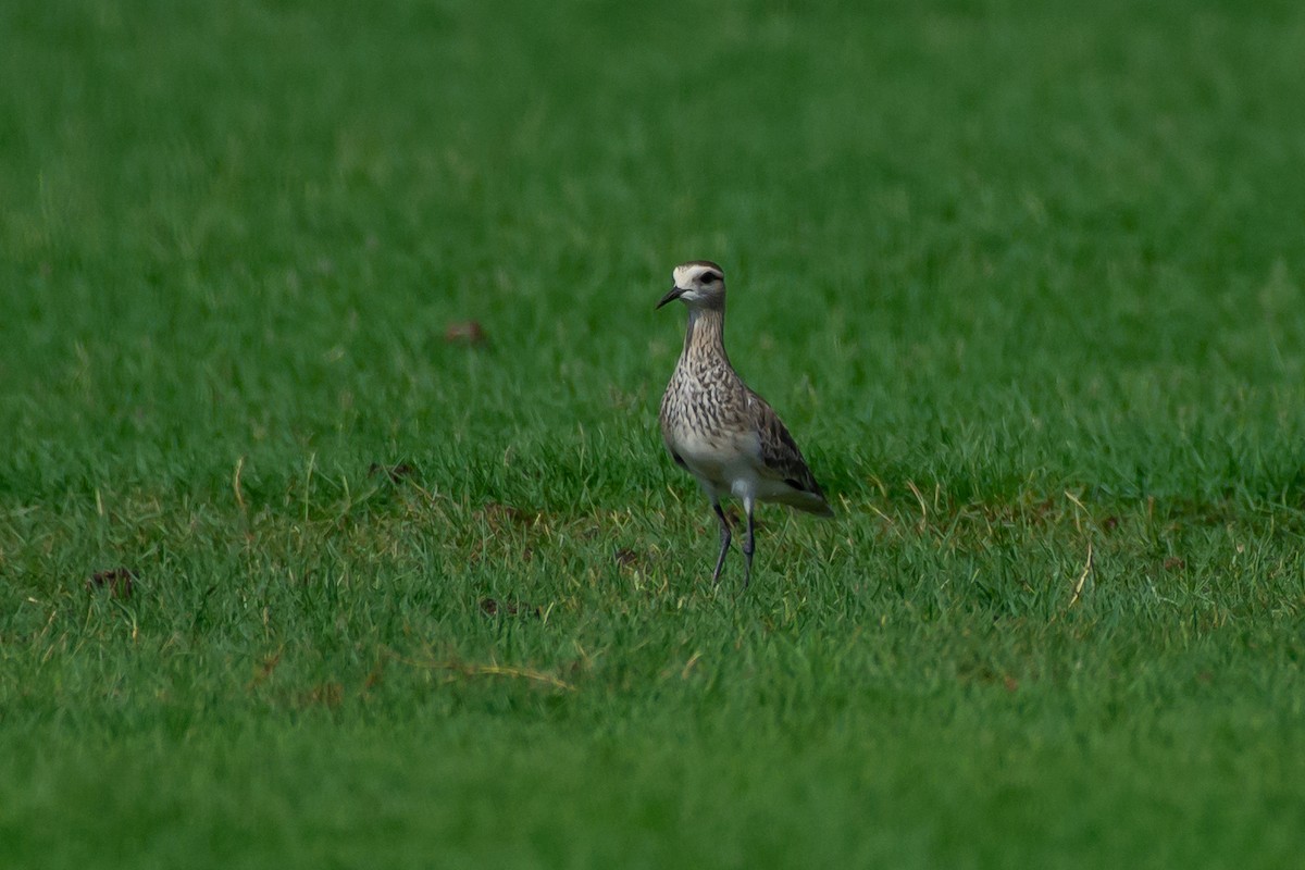 Хээрийн хавтгаалж - ML643636538