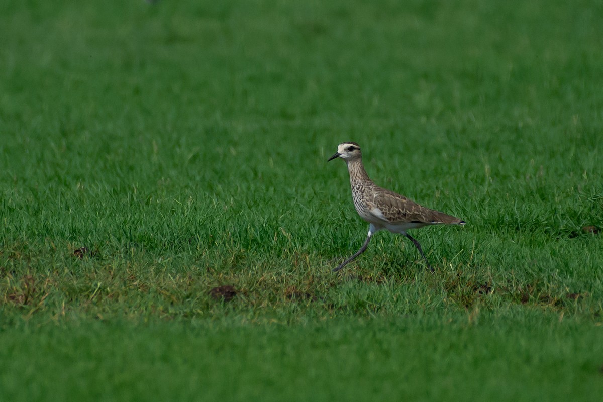 Хээрийн хавтгаалж - ML643636539