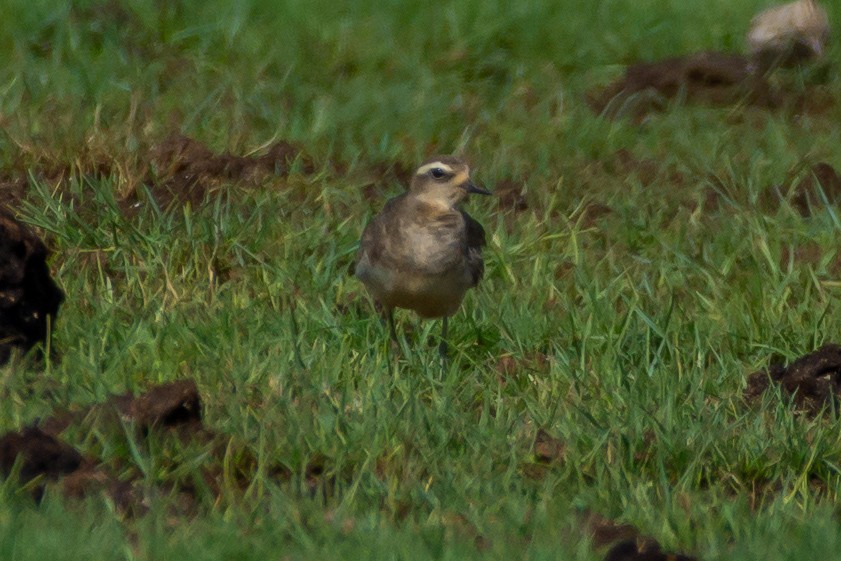 Caspian Plover - ML643636545