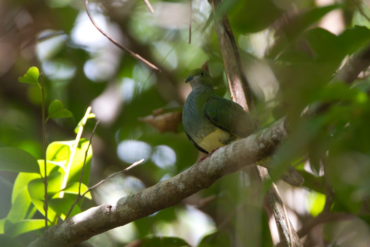 Superb Fruit-Dove - ML643636548