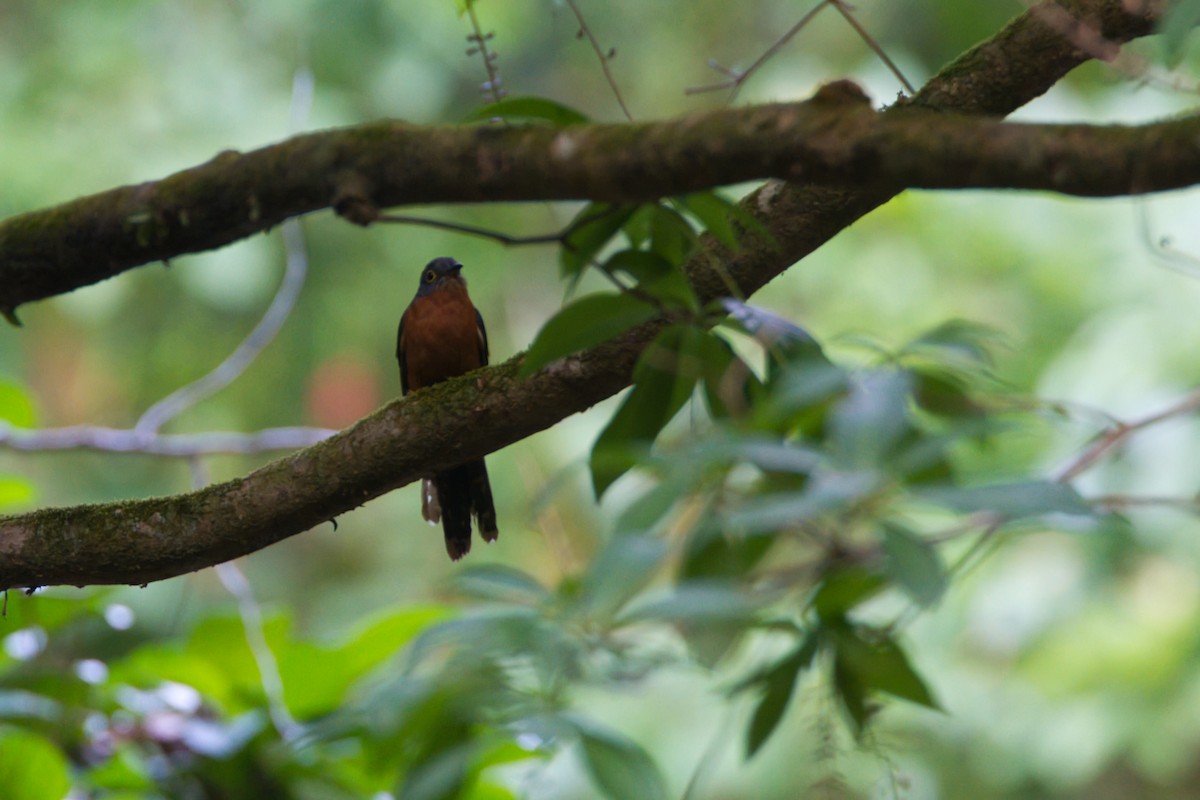 Chestnut-breasted Cuckoo - ML643636552