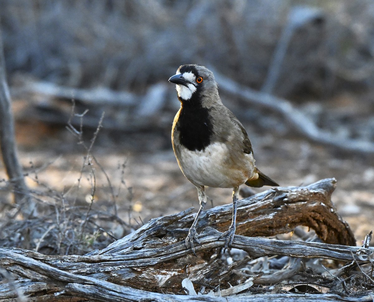 Crested Bellbird - ML643636556