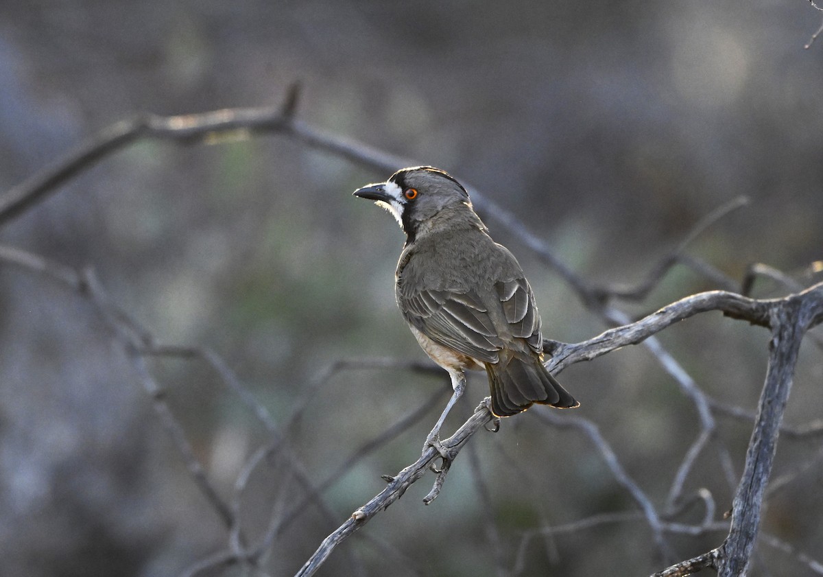 Crested Bellbird - ML643636558