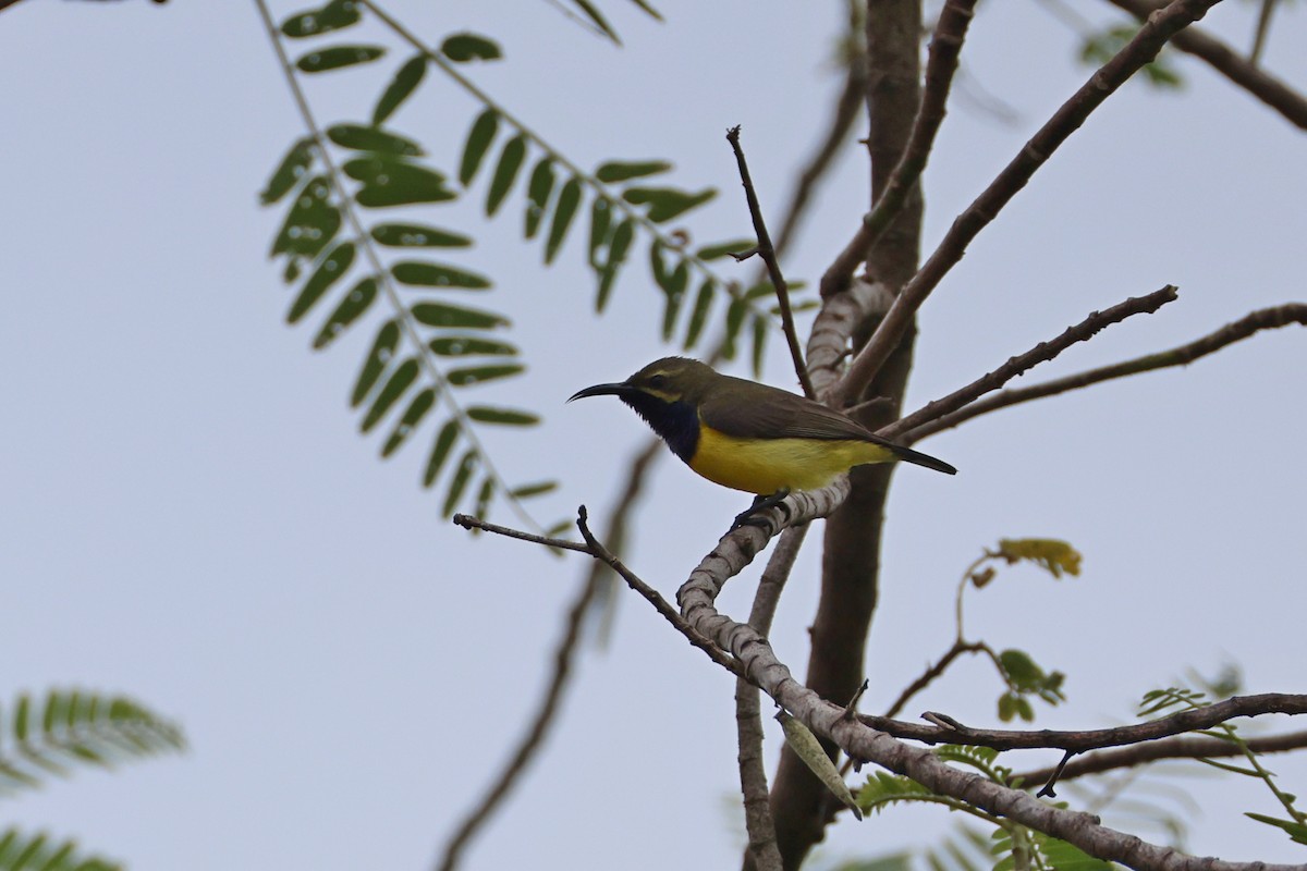 Sahul Sunbird - ML643636573