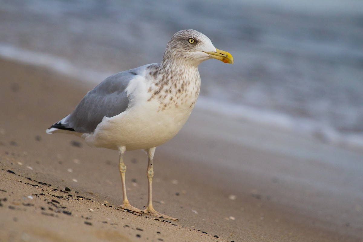 European Herring Gull - ML643636577