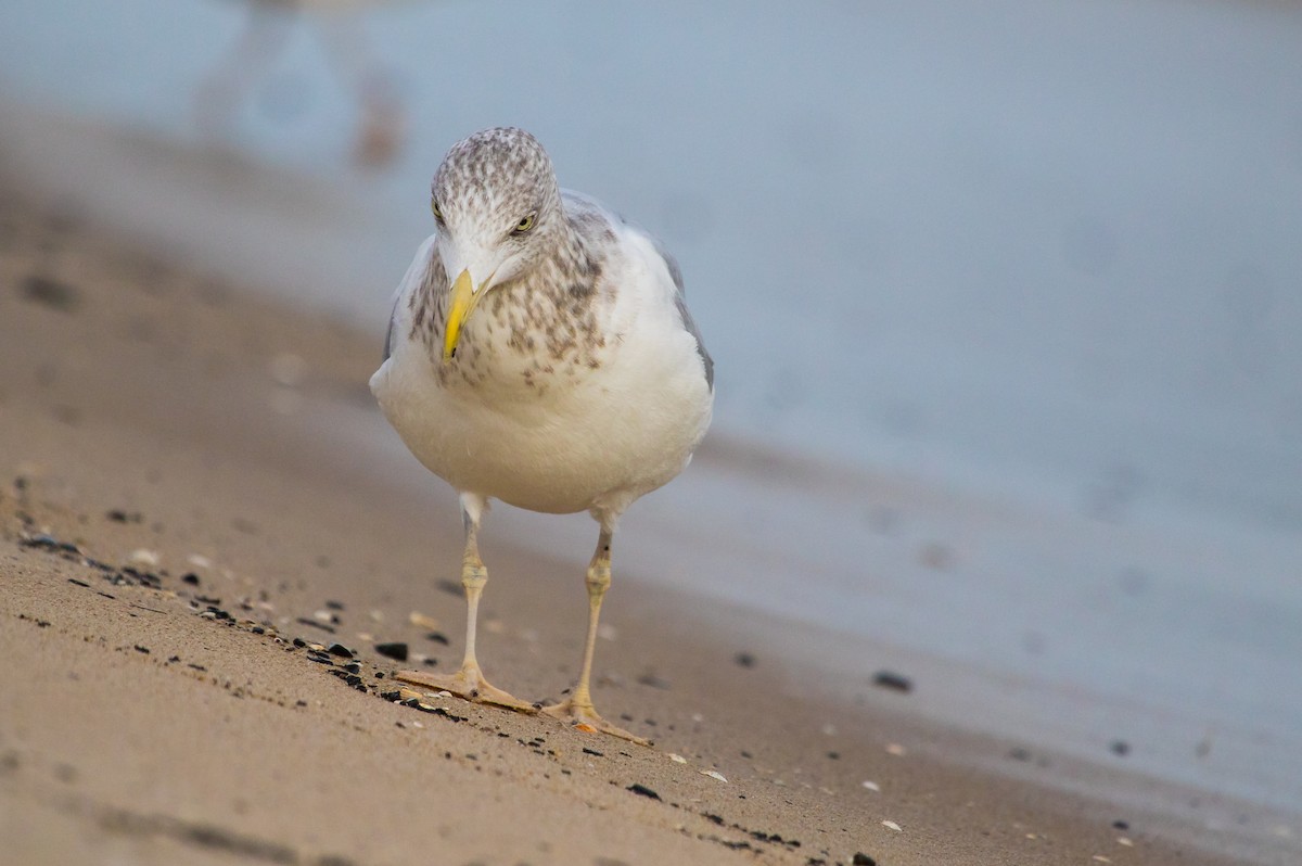 European Herring Gull - ML643636578
