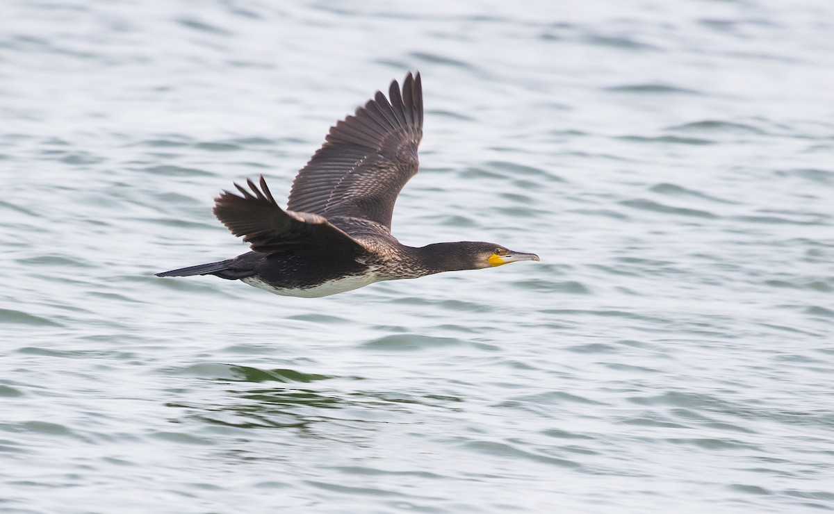 Great Cormorant - ML643636581