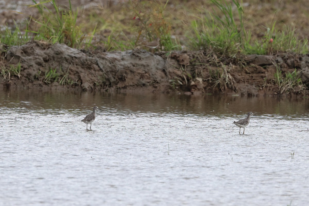 Wood Sandpiper - ML643636583