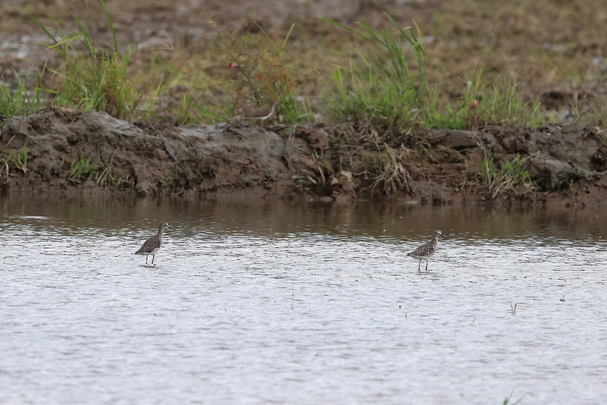 Wood Sandpiper - ML643636584