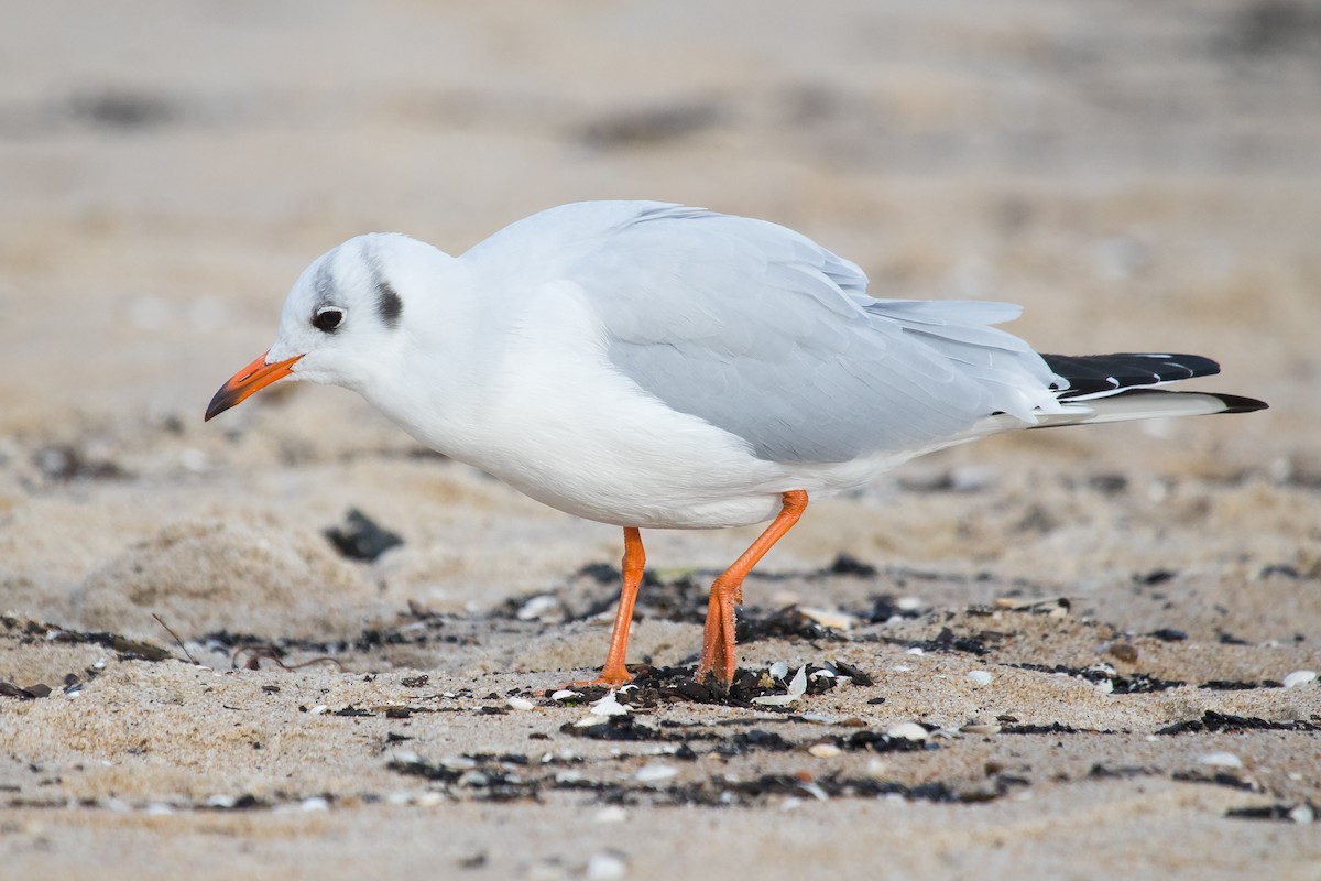 Black-headed Gull - ML643636587