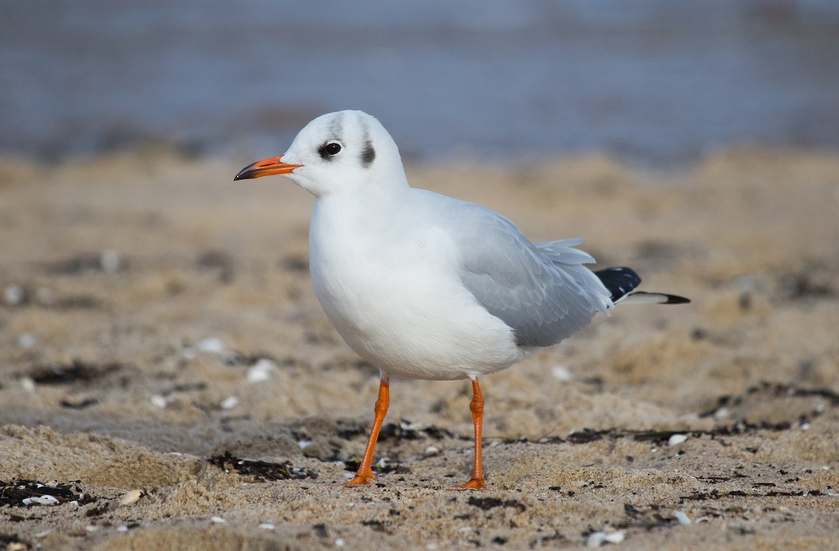 Black-headed Gull - ML643636588