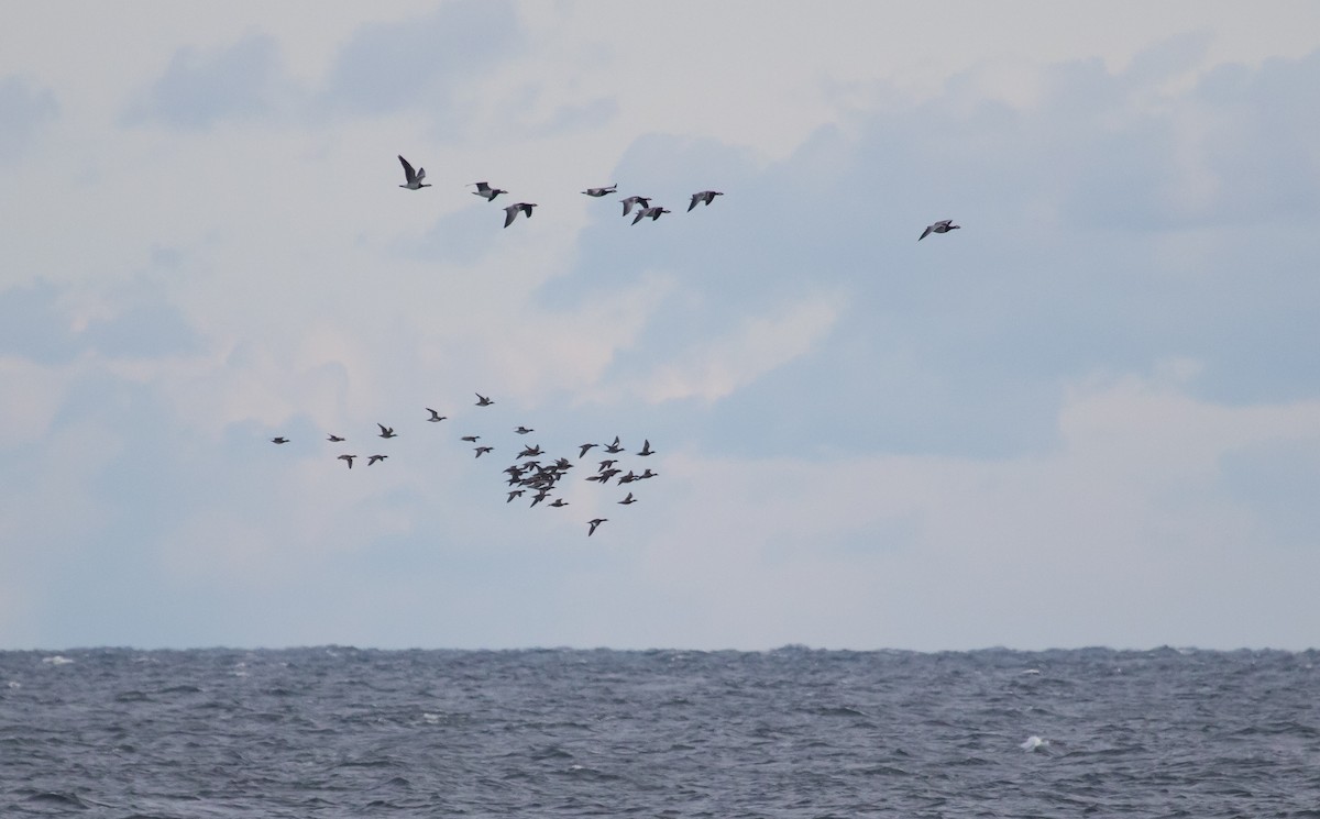 Barnacle Goose - ML643636591