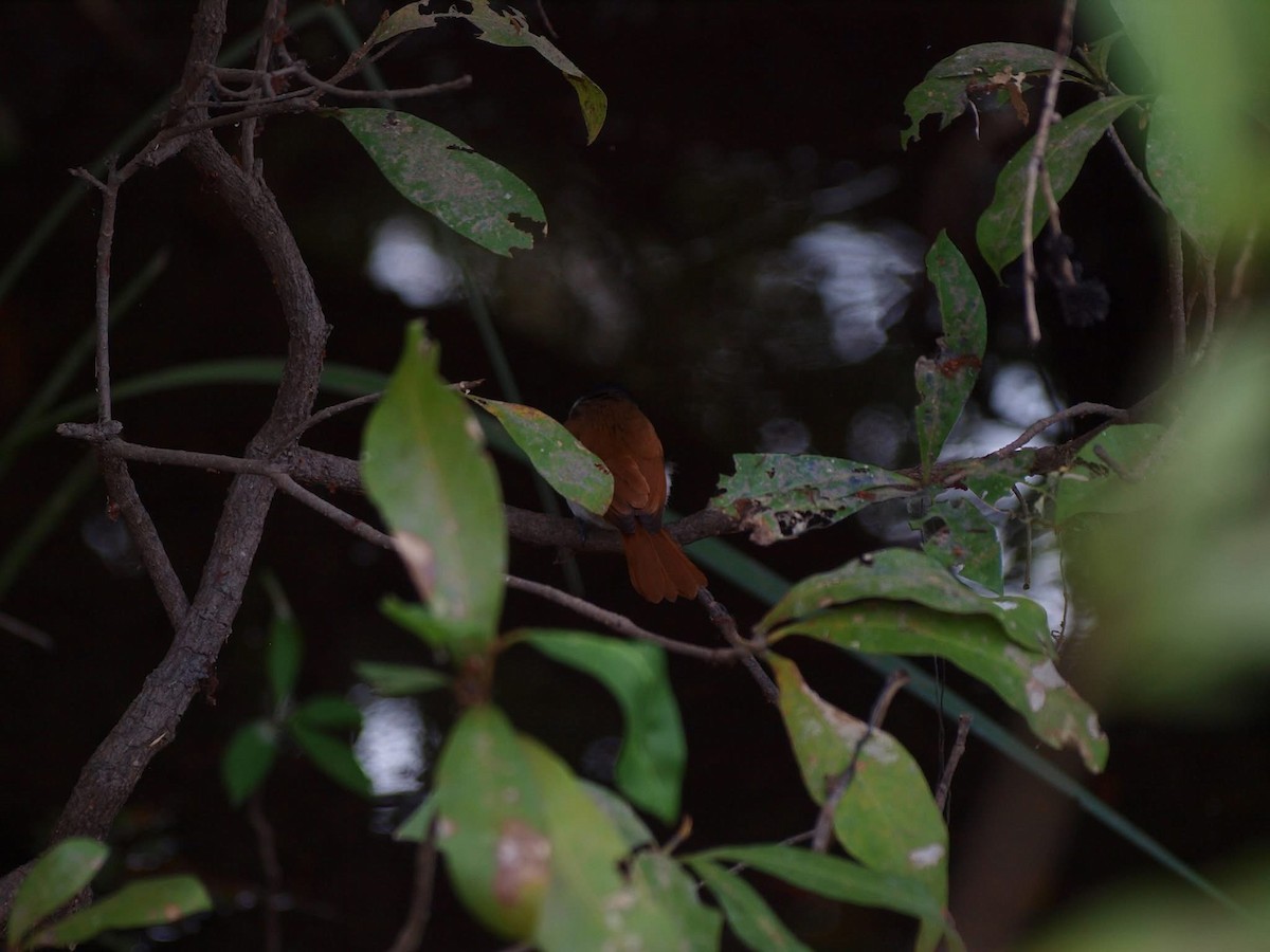 Shining Flycatcher - ML643636592