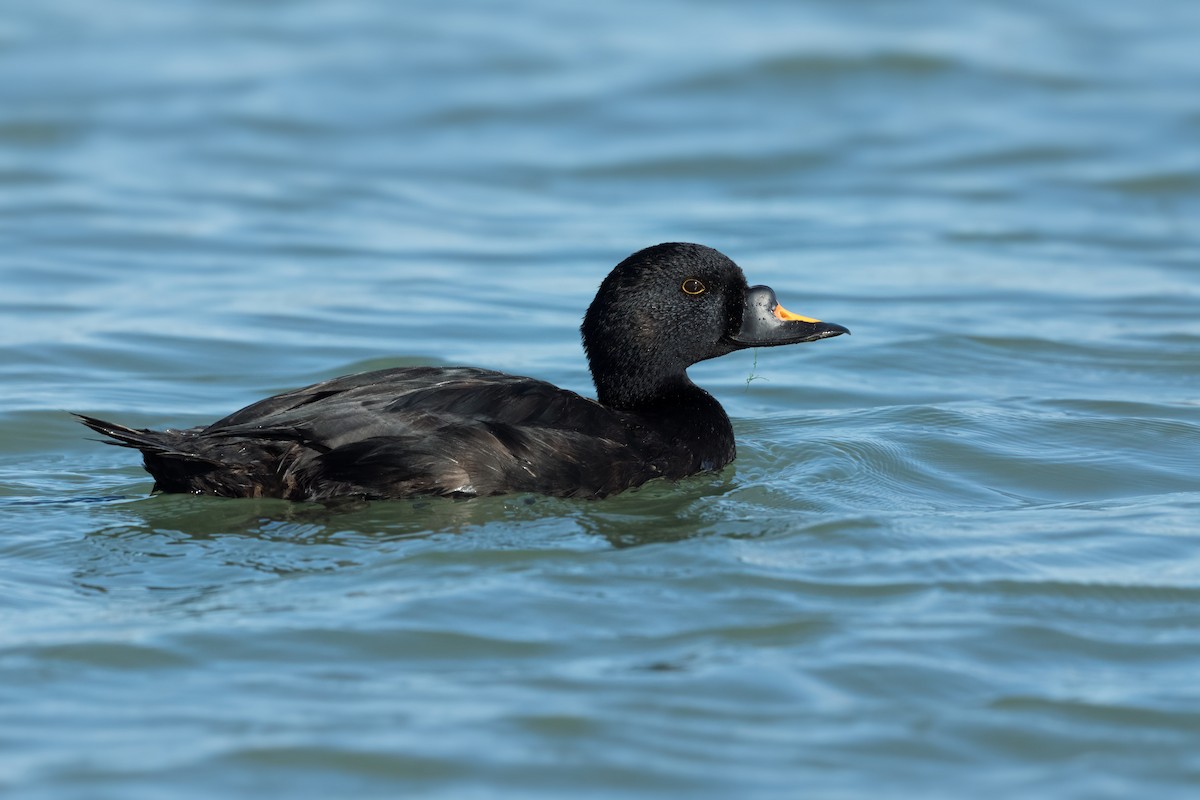 Common Scoter - ML643636603
