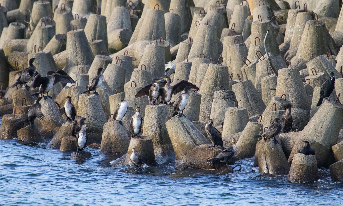 Great Cormorant - ML643636611