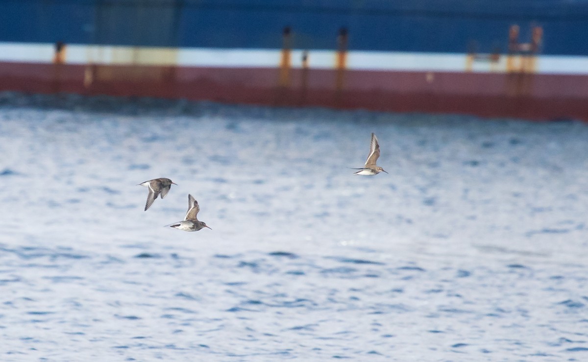 Purple Sandpiper - ML643636625