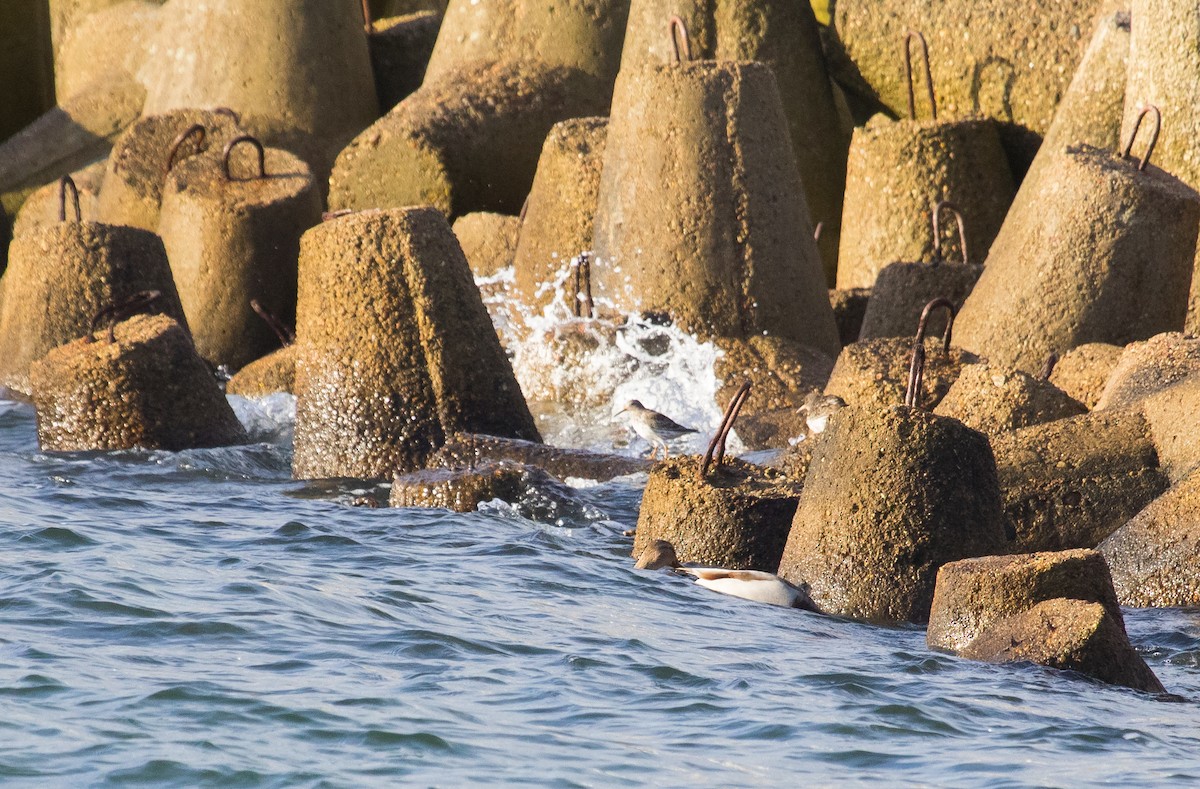 Purple Sandpiper - ML643636626