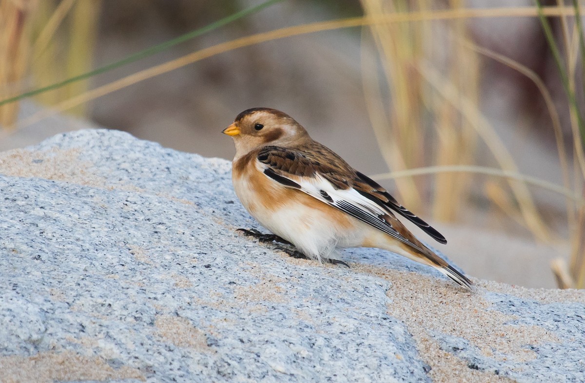 Snow Bunting - ML643636632