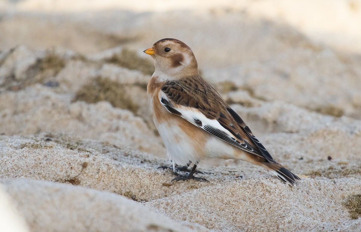 Snow Bunting - ML643636633
