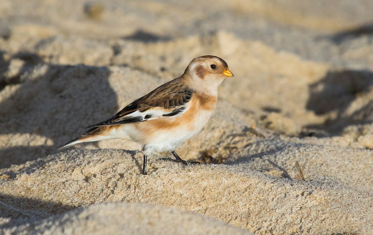 Snow Bunting - ML643636634