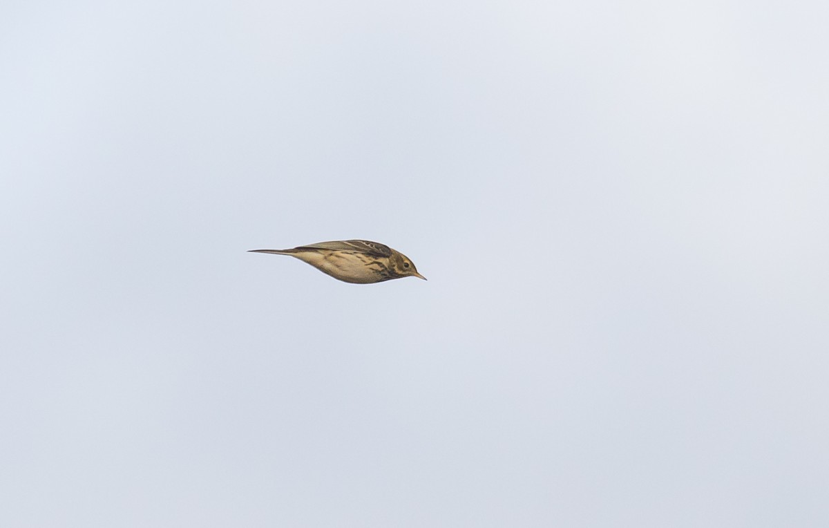 Meadow Pipit - ML643636644