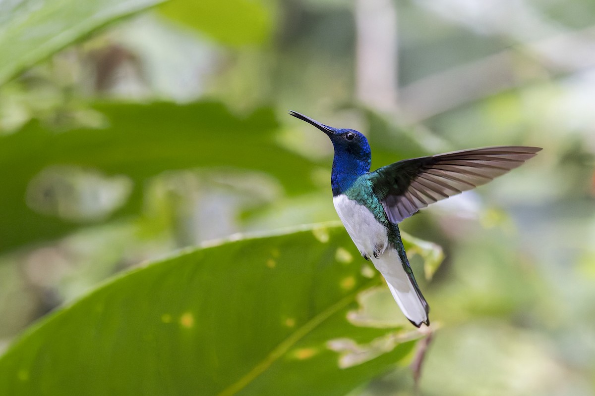 Colibri jacobin - ML643636649